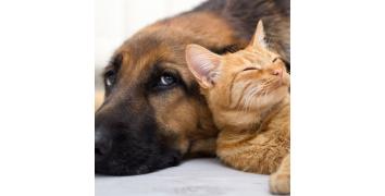 CBD für Tiere