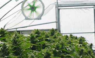Anbau von Hanf - Anbau von Verschiedenen Cannabis Sorten - weehemp