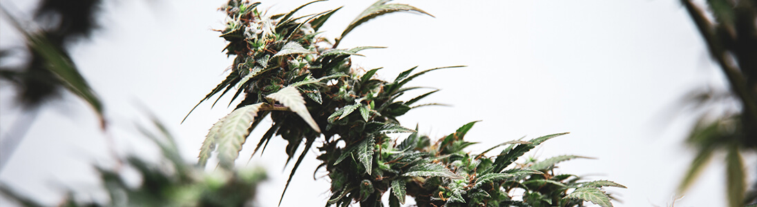 Was ist THC