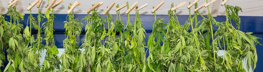 THC-A und 9-THC Was Ist Der Unterschied?