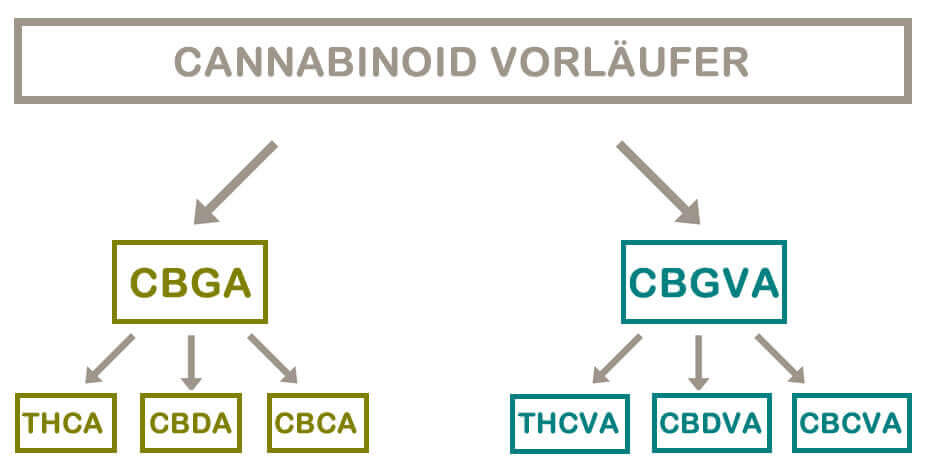 cannabinoid vorläufer