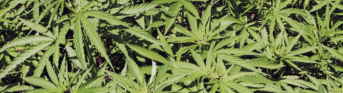 Cannabis Pflanze