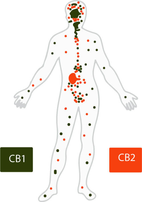 CBD 1 & CDB2 REZEPTOREN