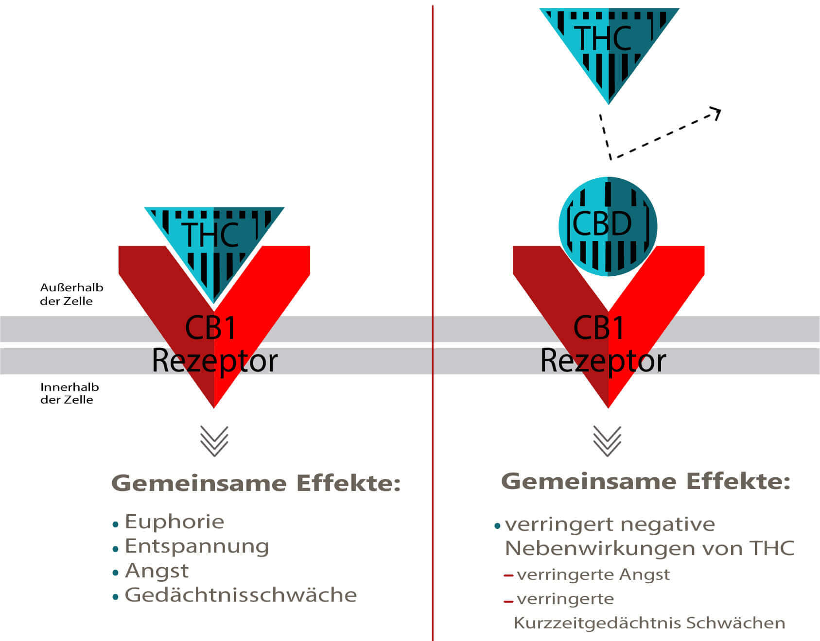 CBD V. THC